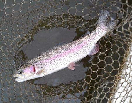 大安トラウトレイク釣果